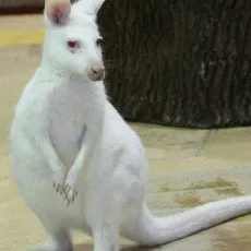 Контактный зоопарк Белый кенгуру