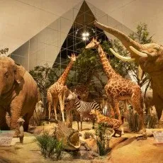 Дарвиновский музей