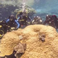 Пробное погружение с выдачей сертификата