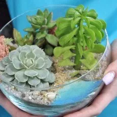 Мастер-класс по созданию мини-сада с суккулентами