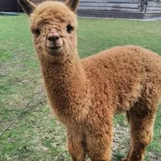 Экскурсия В гости к альпакам