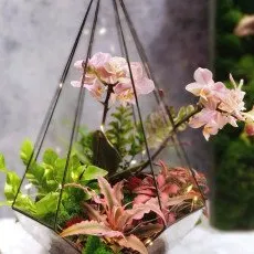 Мастер класс Флорариум с орхидеей