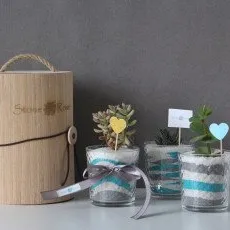 Мастер-класс флорариум Живая радуга