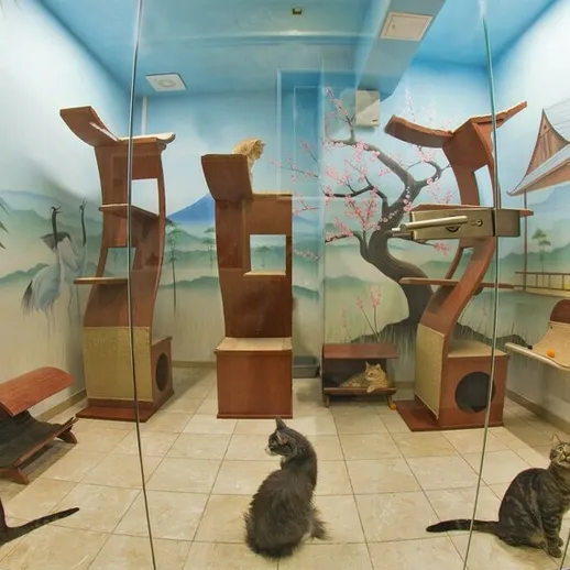 Кошачий приют с игровыми зонами в светлом помещении во время дневного времени