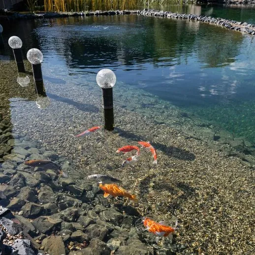 Красивая пруд с золотыми рыбками и шарами у воды в солнечный день