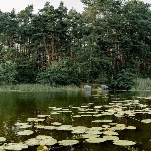 Спокойное озеро с кувшинками и лесом на берегу в солнечный день