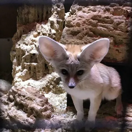 Лисёнок с большими ушами на скалах в зоопарке в дневное время