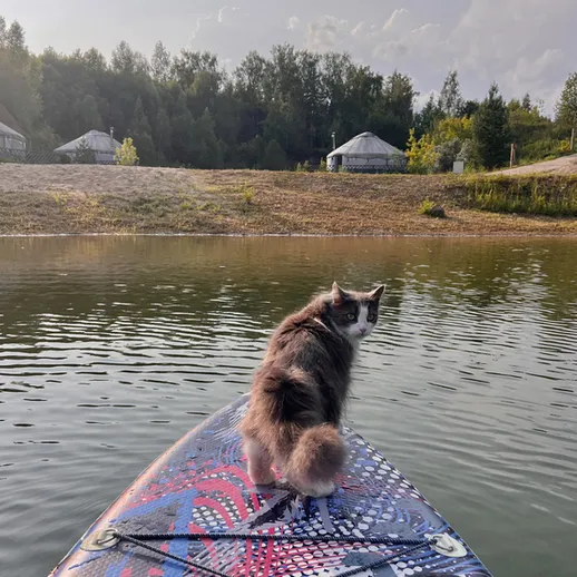 Кот сидит на доске для серфинга на водоеме в солнечный день среди природы