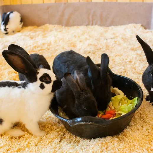 Кролики едят овощи в уютном вольере на ферме в ясный день