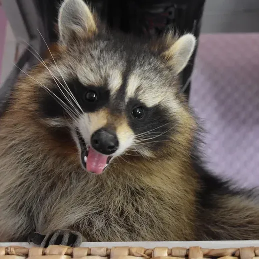 Пухлый енот, играющий в уютном уголке комнаты среди обуви и игрушек