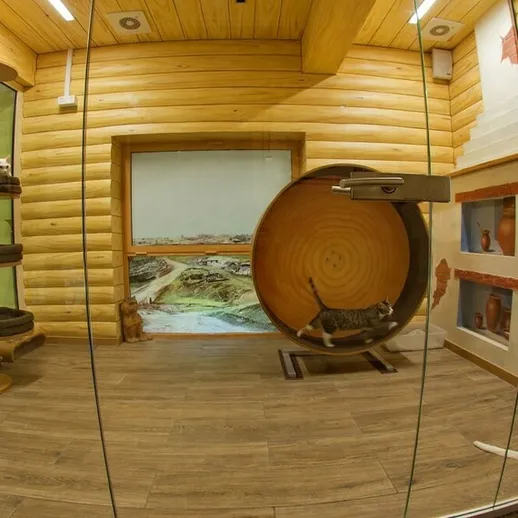 Кошки в уютном приюте: играют и исследуют пространство в деревянном здании