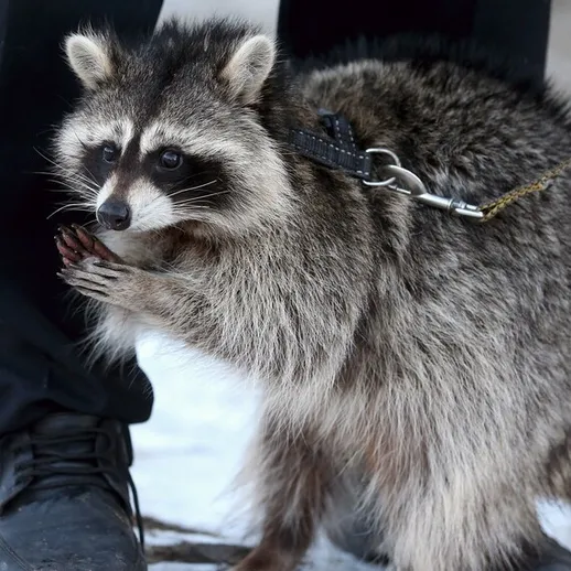 Енот на поводке гуляет рядом с ногой человека в зимнем пейзаже