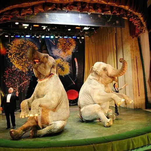 Цирковое представление с двумя слонами, выполняющими трюки на сцене в Москве, вечером