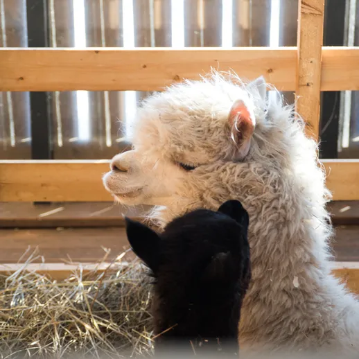 Милые альпаки отдыхают в уютном хлеву, наслаждаясь теплом и спокойствием