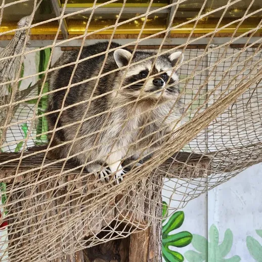 Енот в зоопарке, сидящий на дереве и наблюдающий за посетителями в солнечный день