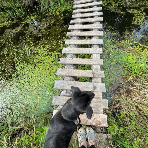 Собака стоит на мосту из досок над водой в лесу, окруженном зелеными растениями в солнечный день