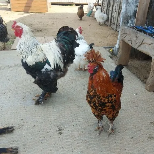 Куры и петухи на дворе, спокойное утро в деревне с домашними птицами