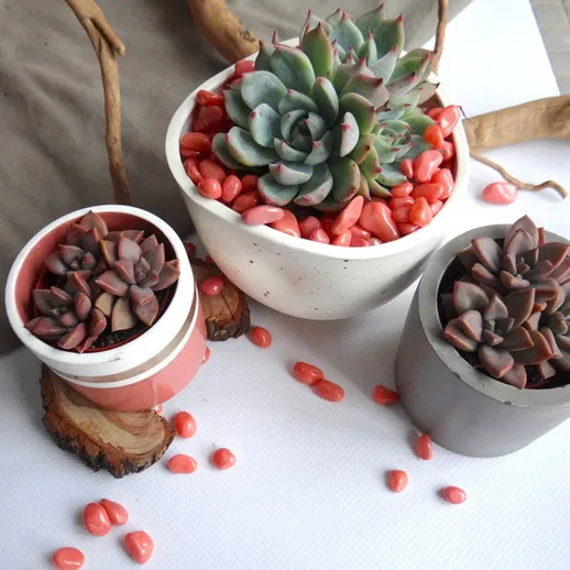 Современные суккуленты в минималистичных горшках на белом фоне с декоративными камнями