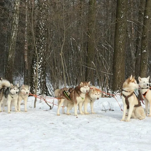 Восемь сибирских хаски в заснеженном лесу во время упряжки и подготовки к поездке