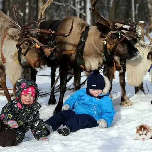 Дети играют в снегу рядом с оленями и собаками в зимнем лесу