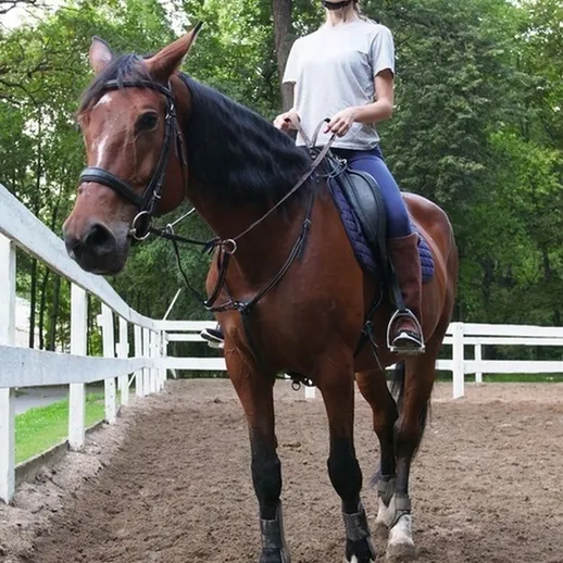 Женщина на лошади в манеже, наслаждающаяся верховой ездой среди зелёных деревьев в солнечный день