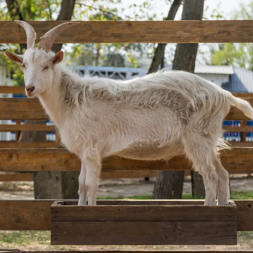 Белая коза стоит на деревянной платформе на ферме в солнечный день