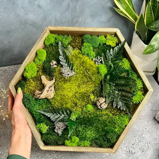 Уникальный террариум с мхом и растениями в стильной шестигранной коробке на столе