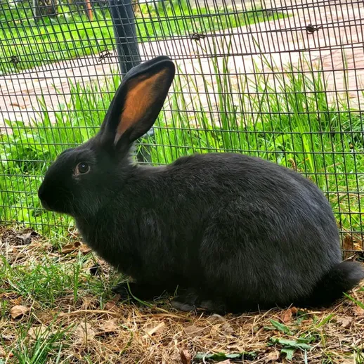 Черный кролик на зеленом травяном газоне рядом с изгородью в солнечный день