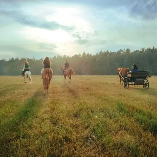 Пони и повозка на травяном поле в лесистой местности при закате