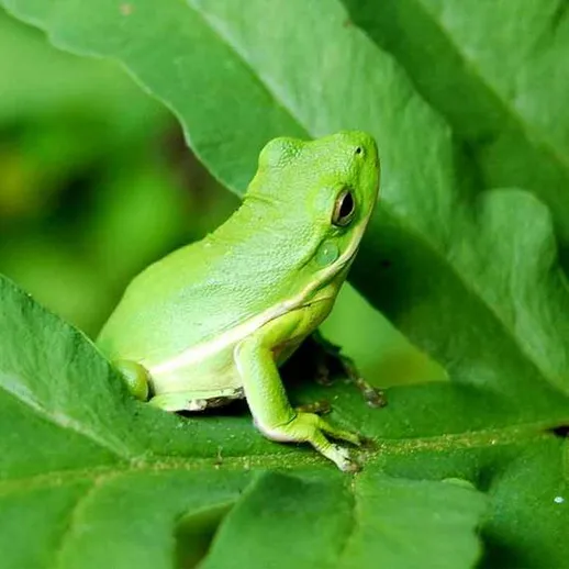 Зеленая лягушка на листьях в тропическом лесу во время солнечного дня