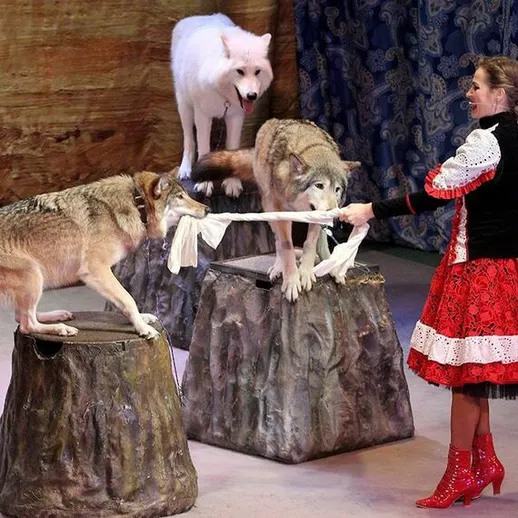 Выступление дрессировщика с волками на арене цирка в городском центре во время вечернего шоу