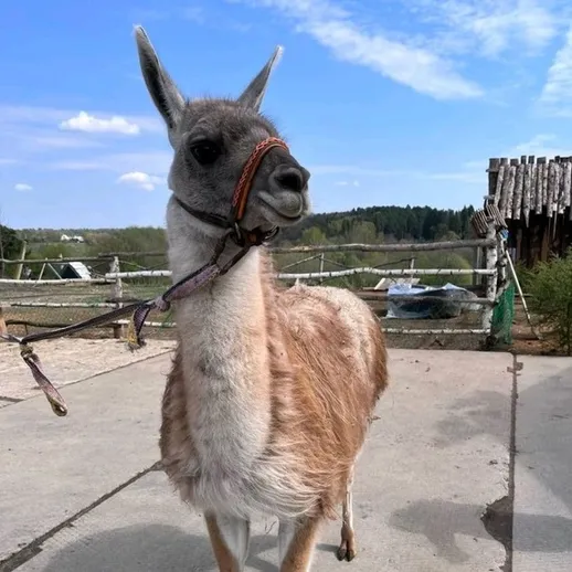 Лама на ферме позирует на фоне ясного неба и зеленого ландшафта