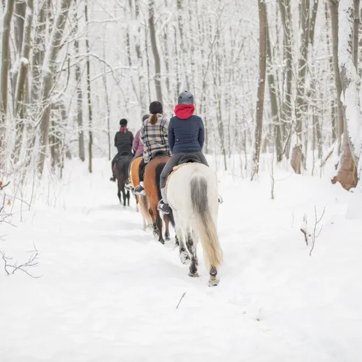 Поездка на лошадях по лесу в зимнее время с друзьями