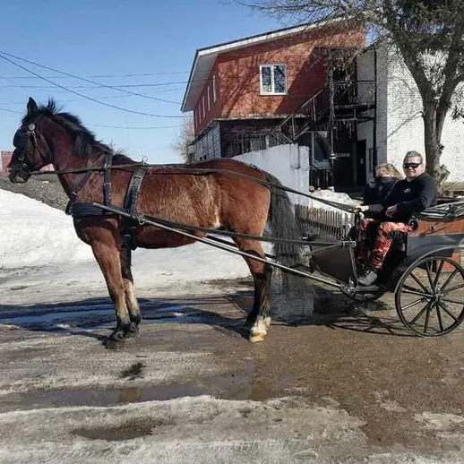 Лошадь в упряжке с повозкой двигается по снежной дороге в солнечный день