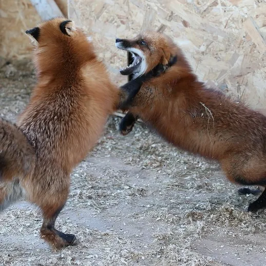 Два лиса играют в клетке, проявляя активность и игривость в зоопарке