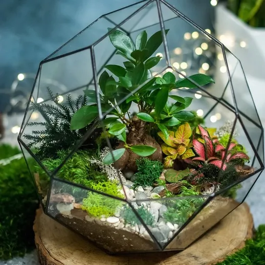 Мини-сад в геометрическомTerrarium с зелеными растениями и мхом на деревянной подставке