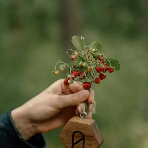 Собирание лесных ягод на прогулке в лесу, вдали от городской суеты, прекрасный летний день