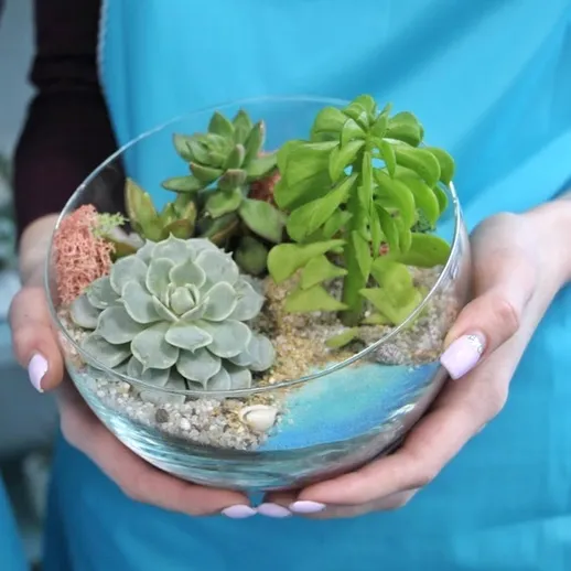 Стеклянная чаша с суккулентами на мастер-классе по флористике в солнечном помещении