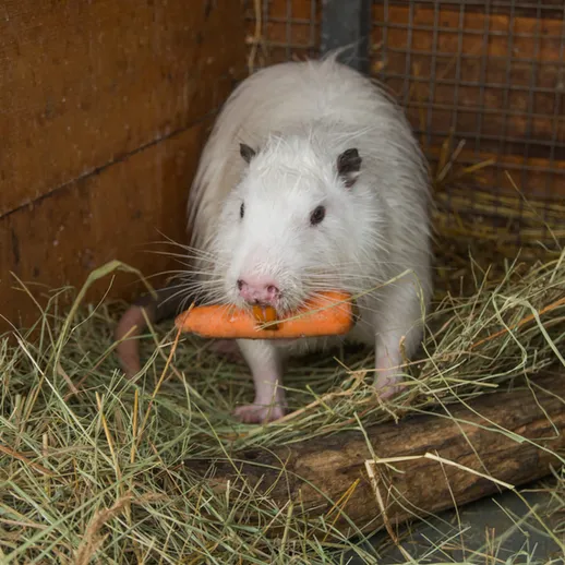 Морская свинка держит морковь в зубах в клетке с сеном