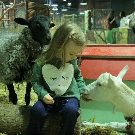 Девочка кормит козу и общается с овцой в зоопарке в торговом центре в зимнее время