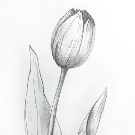 Нежный рисунок тюльпана с листьями на белом фоне