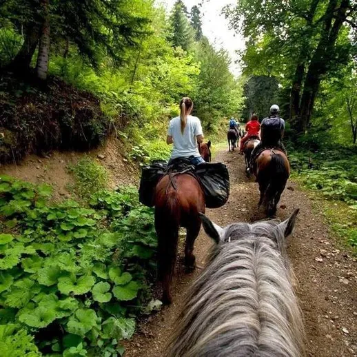 Люди на лошадях едут по тропе в лесу в день