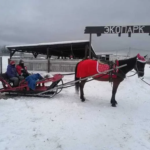Лошадь в красной сбруе тянет сани в зимнем экопарке