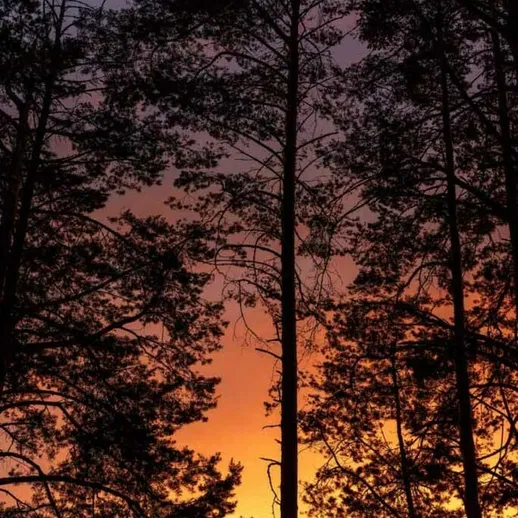 Закат за деревьями в лесу, яркие цвета неба, тени стволов, тихое время вечерней природы
