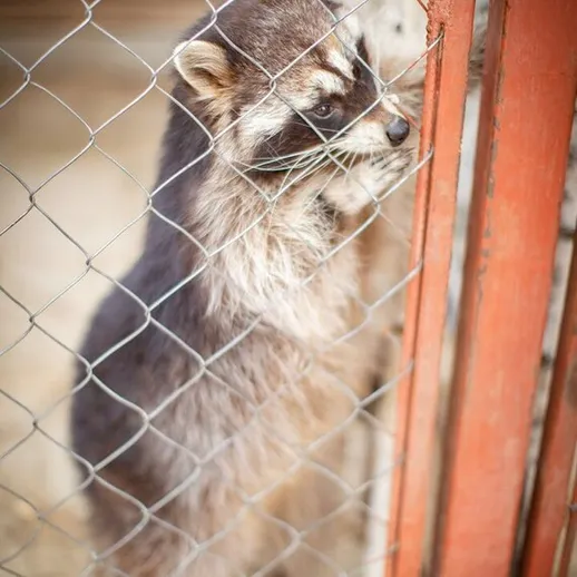 Енот смотрит через решетку в питомнике для животных в осенний день