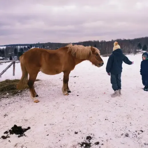 Ребенок и лошадь на зимнем пастбище в деревне, общение на заснеженной земле, холодный зимний день