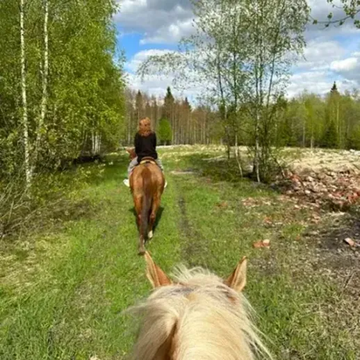 Прогулка по живописному лесу на лошадях в солнечный день весной