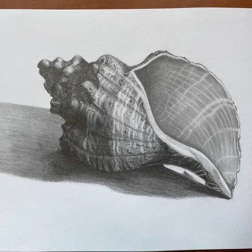Рисунок ракушки на бумаге с реалистичной тенью и детализацией