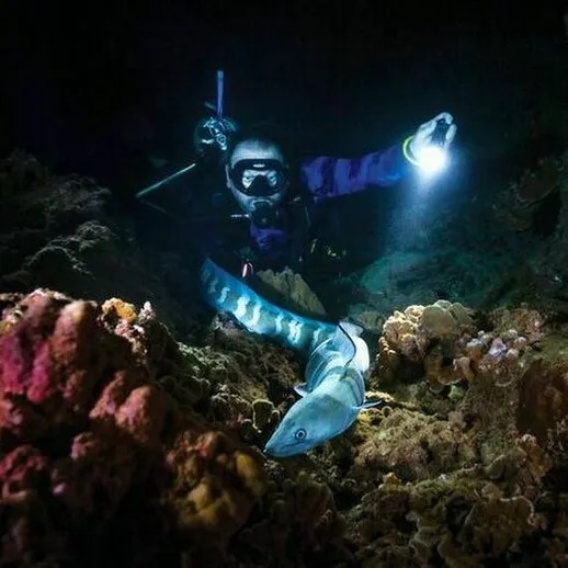 Подводное исследование морского дна с аквалангистом и угрём в тёмной лагуне во время ночного дайвинга