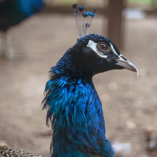 Павлины в зоопарке, яркие перья и элегантные особенности в солнечный день